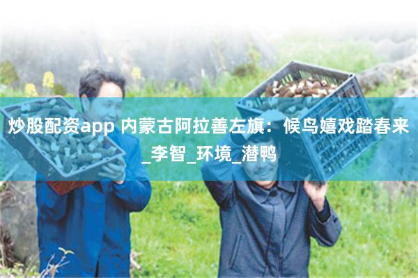 炒股配资app 内蒙古阿拉善左旗：候鸟嬉戏踏春来_李智_环境_潜鸭