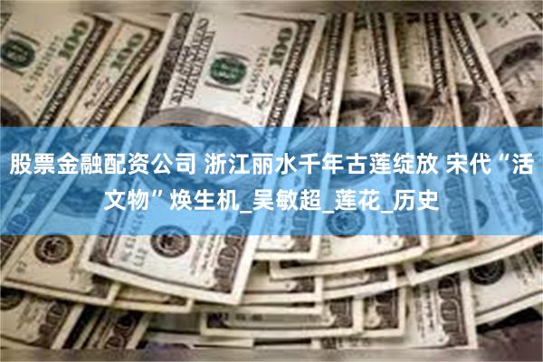 股票金融配资公司 浙江丽水千年古莲绽放 宋代“活文物”焕生机_吴敏超_莲花_历史