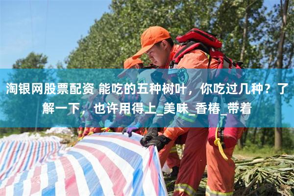 淘银网股票配资 能吃的五种树叶，你吃过几种？了解一下，也许用得上_美味_香椿_带着